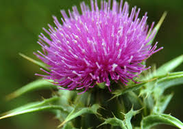Milk Thistle Liquid Extract, 30ml