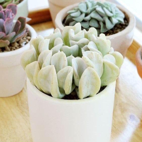 Echeveria Topsy Turvy