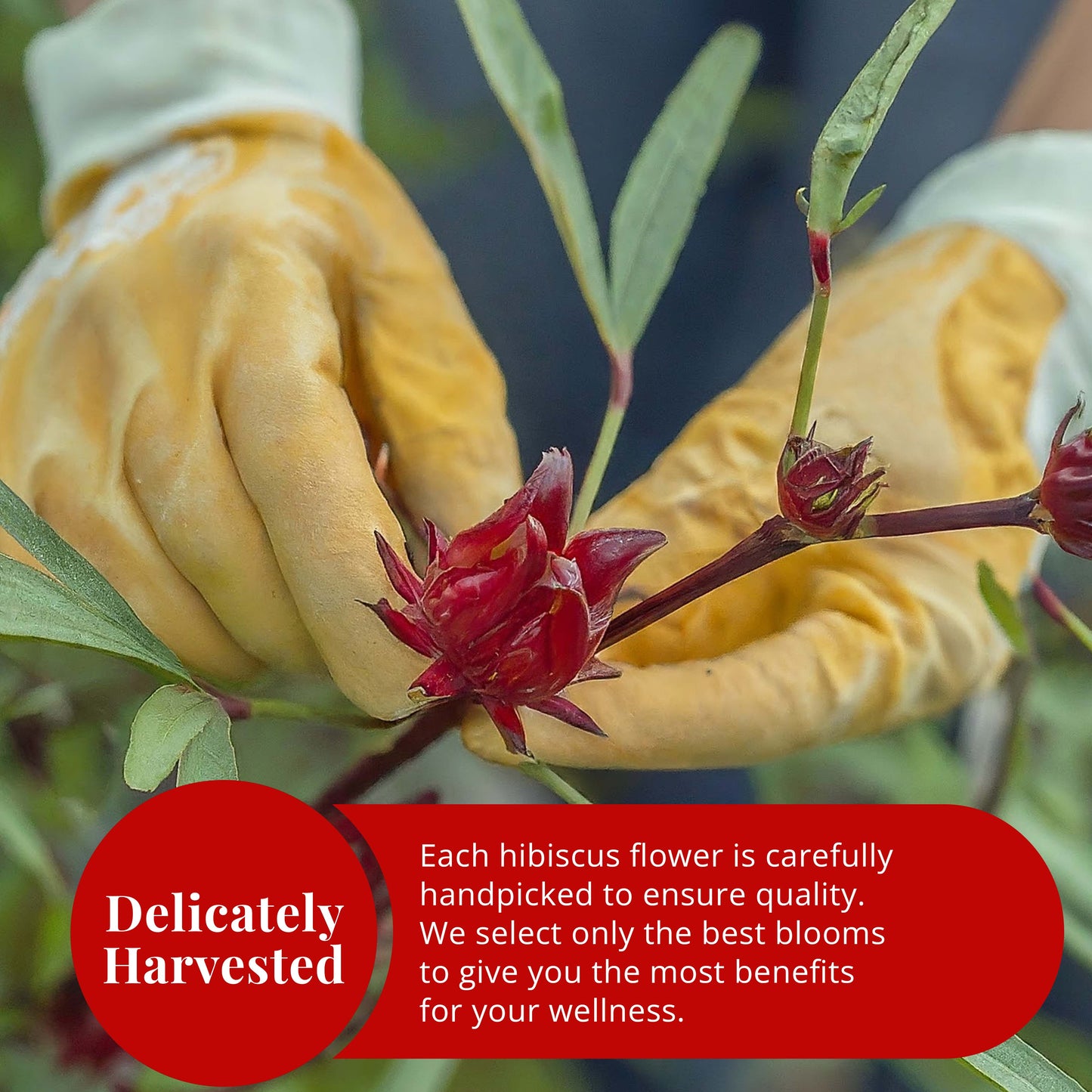 Akshit Hibiscus flowers 2.6 oz  Herbal Tea | Flor de Jamaica tea | Dried Hibiscus | Loose Leaf Tea | Caffeine-Free | Vegan Friendly | Fleurs d'hibiscus bio Akshit