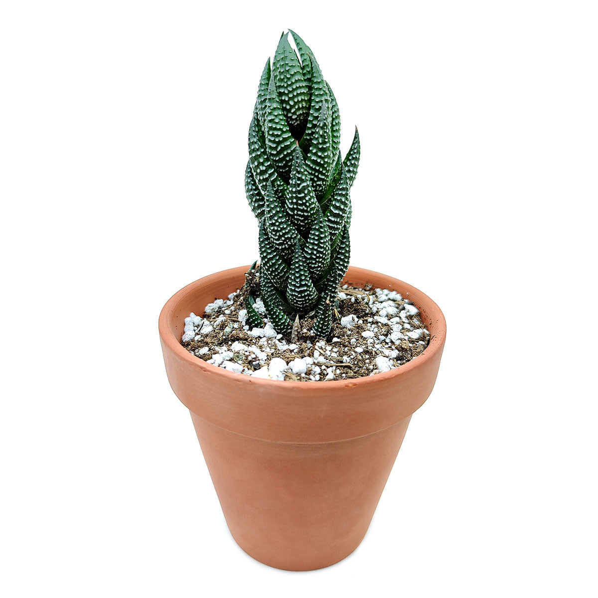 Haworthia Pumila African Pearl - Premium Succulents from Succulents Box - Just $6.75! Shop now at Concordia Style Boutique