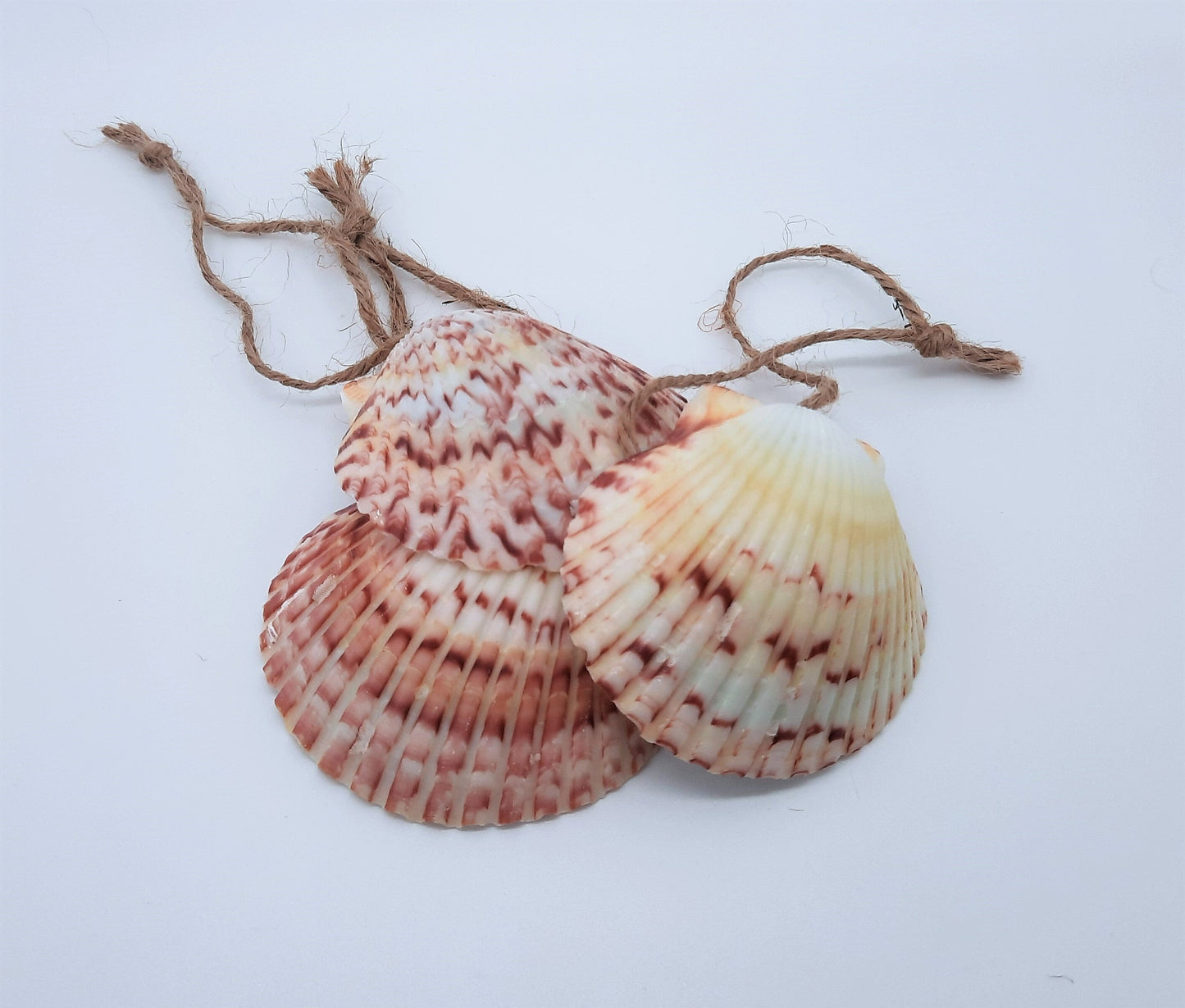 Resin Seascape Scallop Seashell Ornament