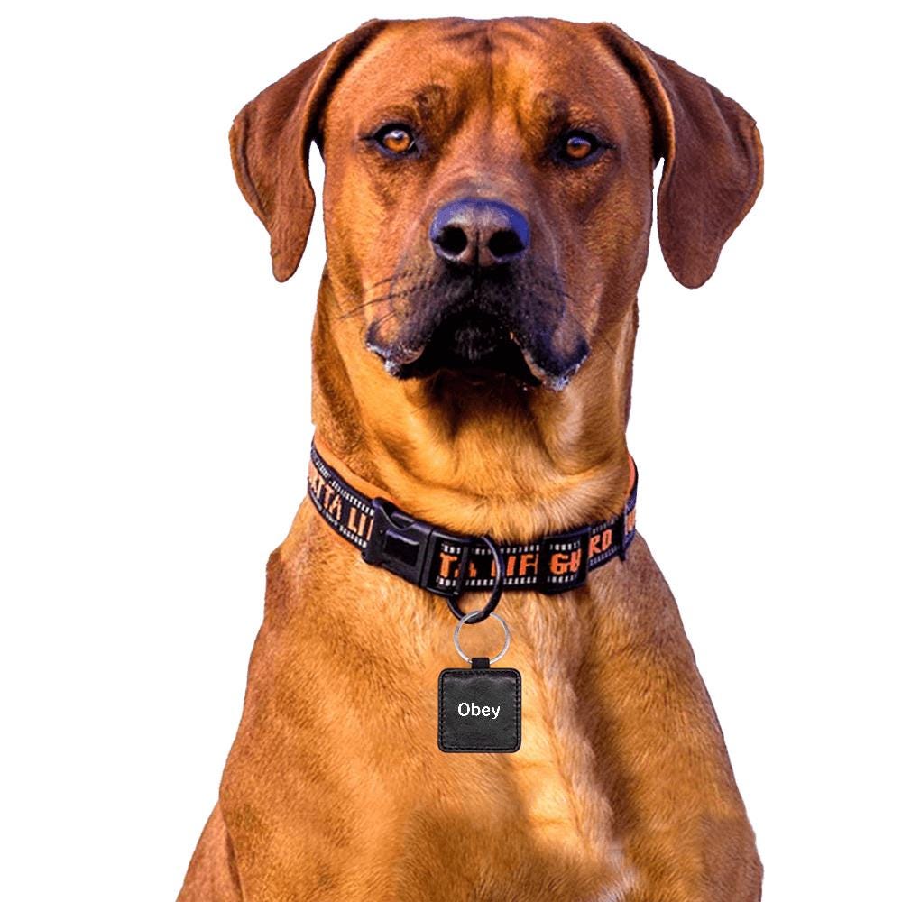 Square Pet ID Tag - "Obey" - Premium Pet Tag from Concordia Style Boutique - Just $15.12! Shop now at Concordia Style Boutique