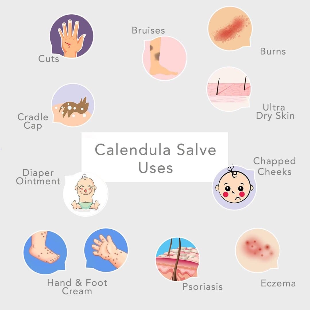 Nature's Herbal Calendula Salve, Lavender Chamomile - Eczema Cream - Multi-use Skin Cream, 2 oz - Concordia Style Boutique