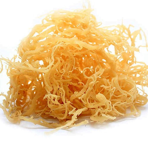 Raw gold Sea moss - Pure Jamaican Sea moss - Genus Gracilaria - Concordia Style Boutique