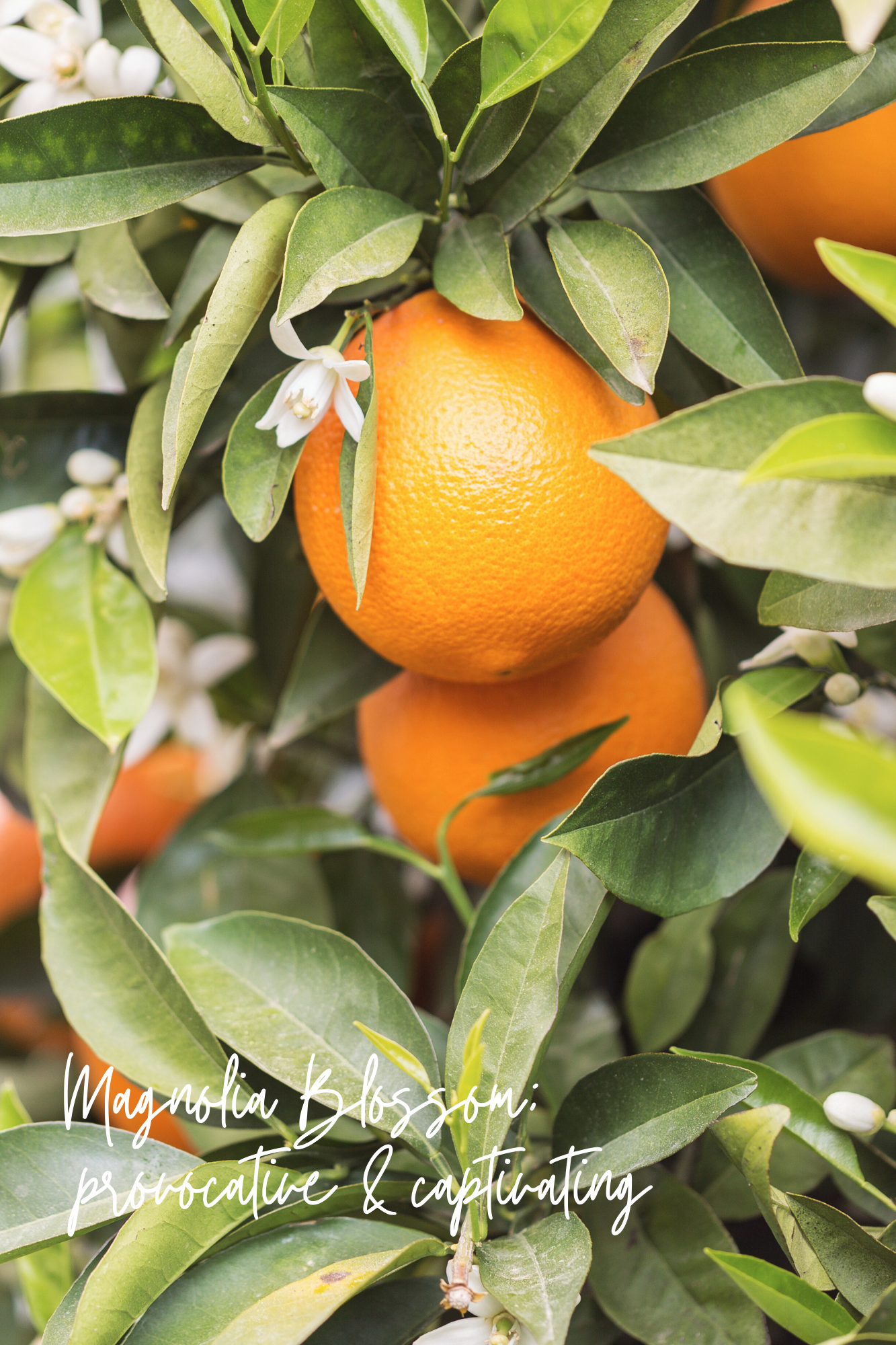 Magnolia Mint Hand Soap Refill: Wild Mint, Orange Blossom, Eucalyptus, Lemon, Mint + Tomato Leaf Scented