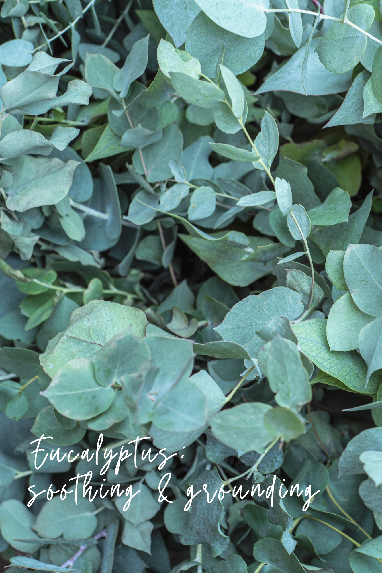 Magnolia Mint Hand Soap Refill: Wild Mint, Orange Blossom, Eucalyptus, Lemon, Mint + Tomato Leaf Scented