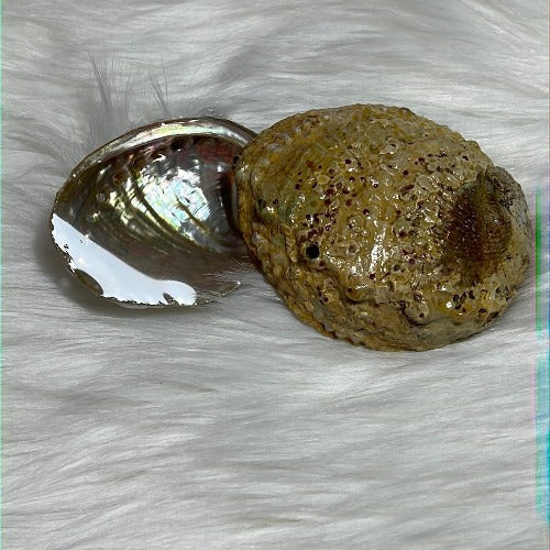 Abalone shell from Mexico - Smudging bowl - Concordia Style Boutique