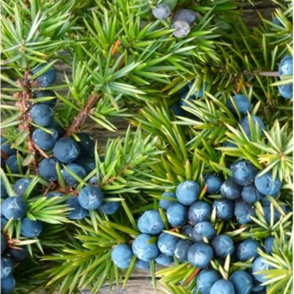 Juniper, DJ Shadow, Endtroducing