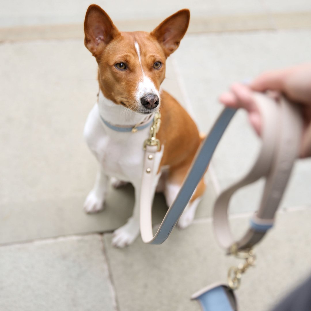 Leash 4ft - Vegan Leather