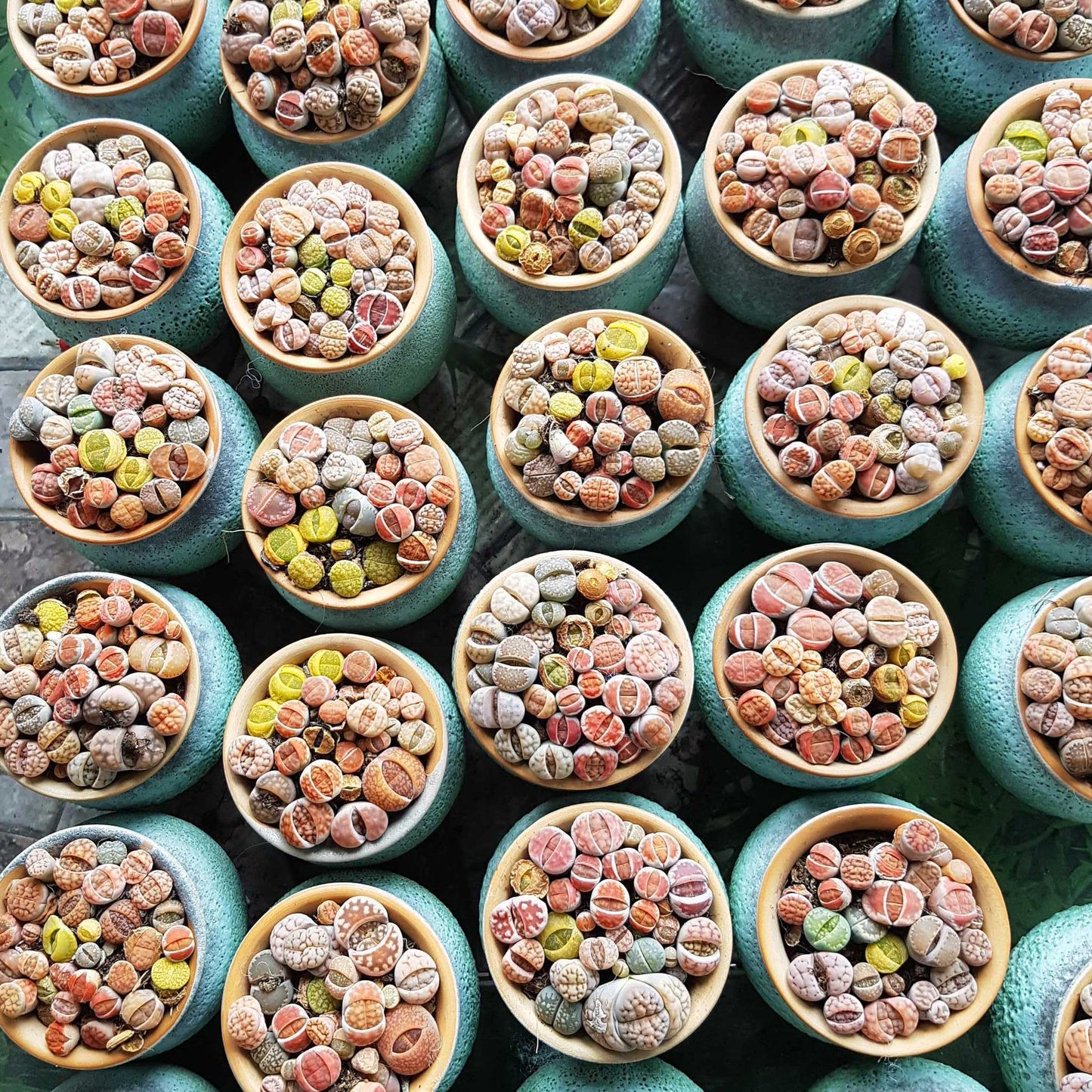Lithops Living Stones Live Cactus