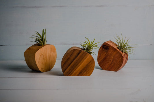 Little Air Plant Holder - Concordia Style Boutique