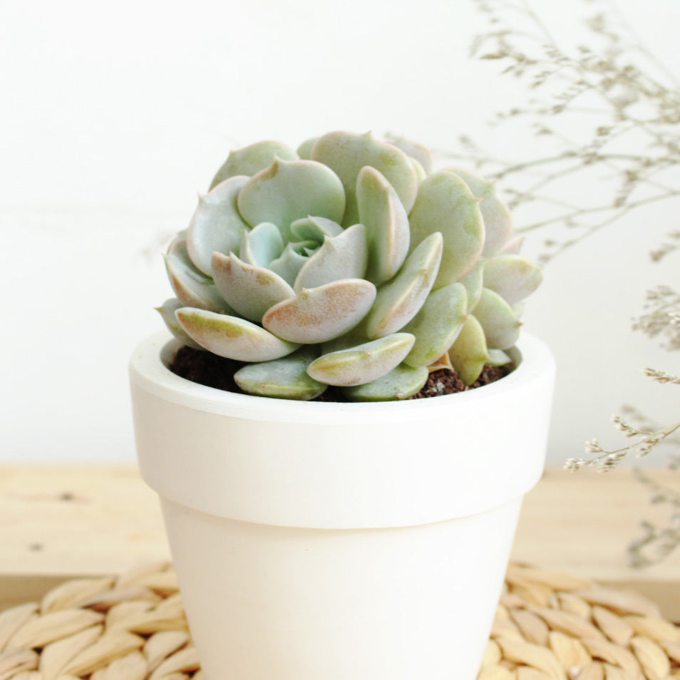 Echeveria Lola Succulent