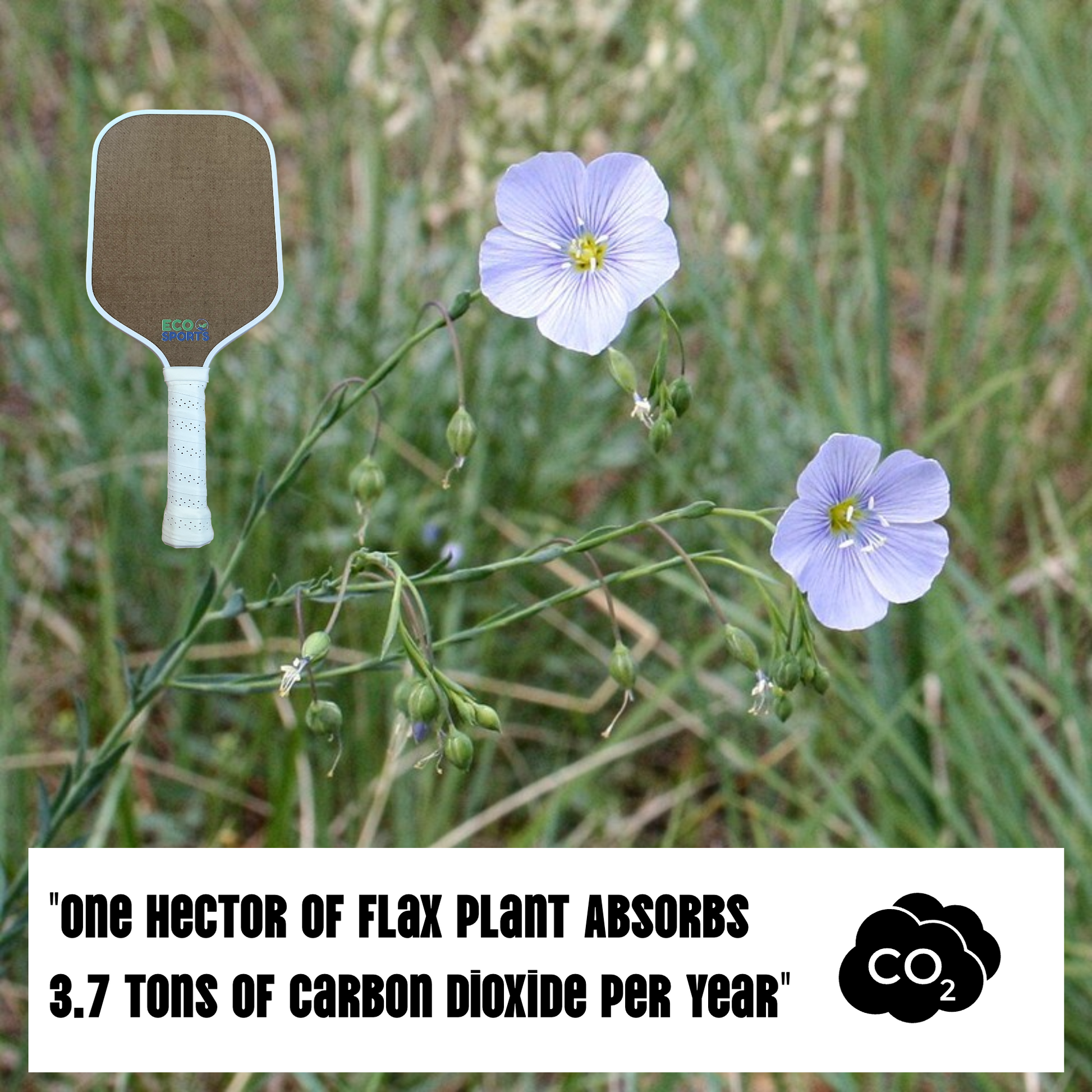 Eco-Friendly 10 Wholesale Pickleball Paddles In Bulk | Clubs Retail & Team - Concordia Style Boutique