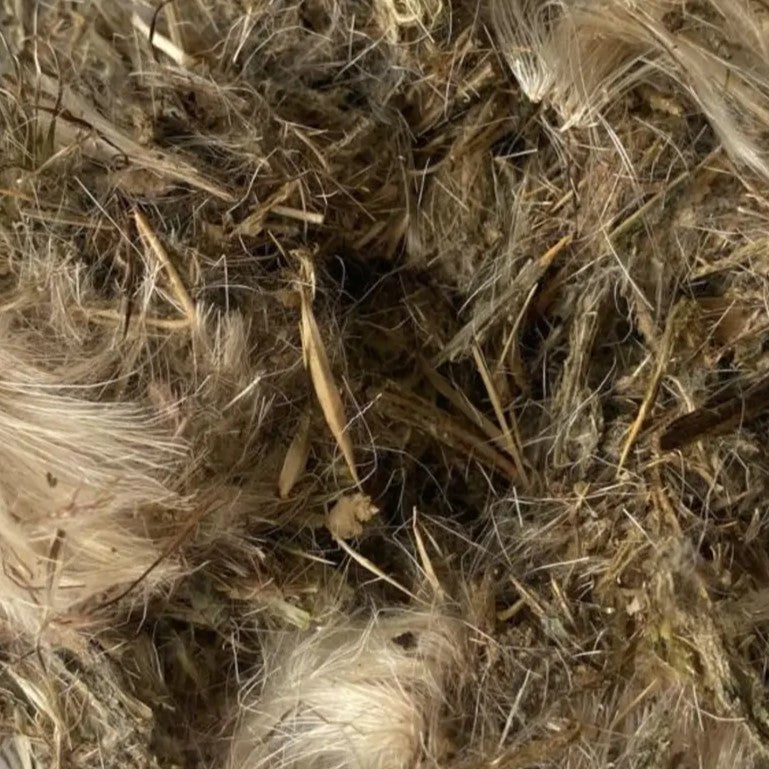 Milk Thistle Seed | Liver Cleanse & Cellular Renewal