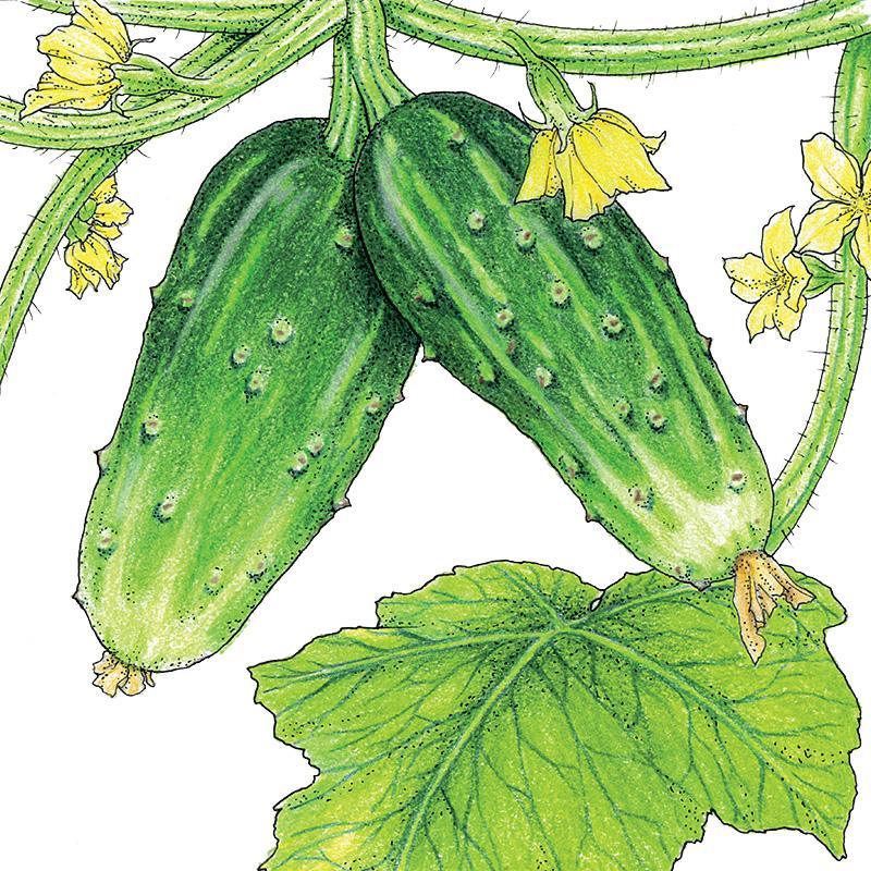 Double Yield Cucumber Seeds (Organic)