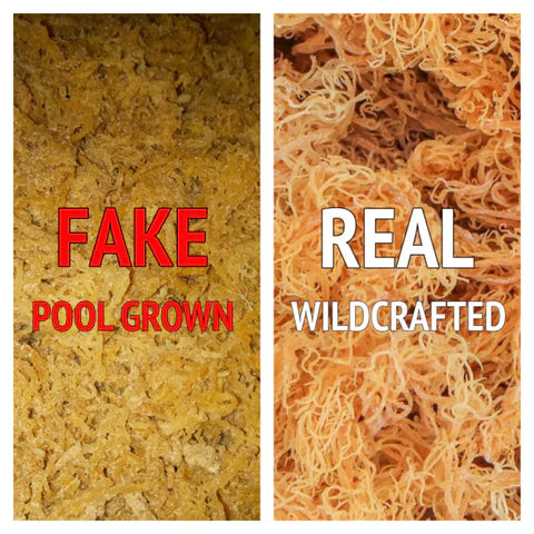 Raw gold Sea moss - Pure Jamaican Sea moss - Wholesale - Concordia Style Boutique