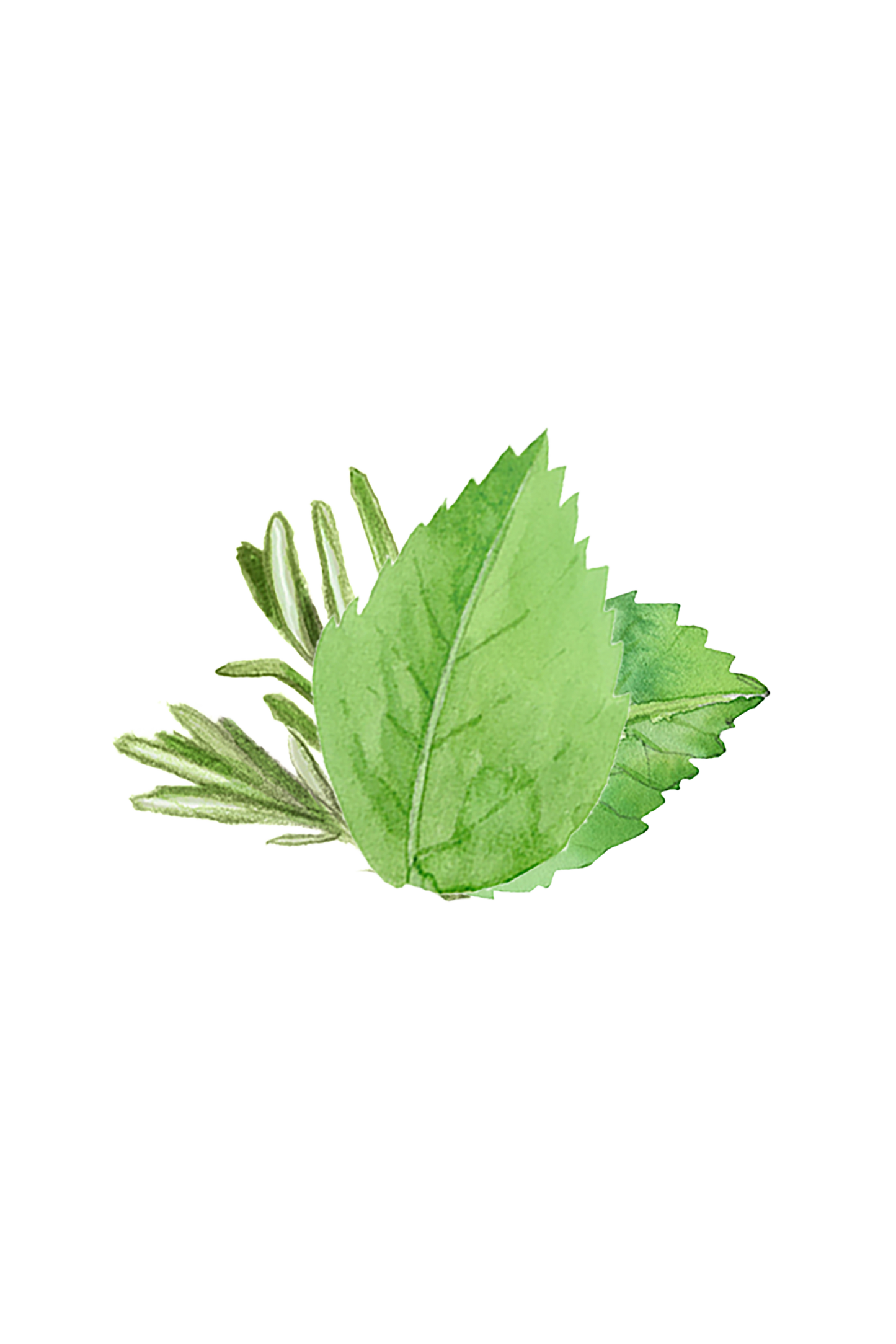 Avocado Lotion | Rosemary & Mint