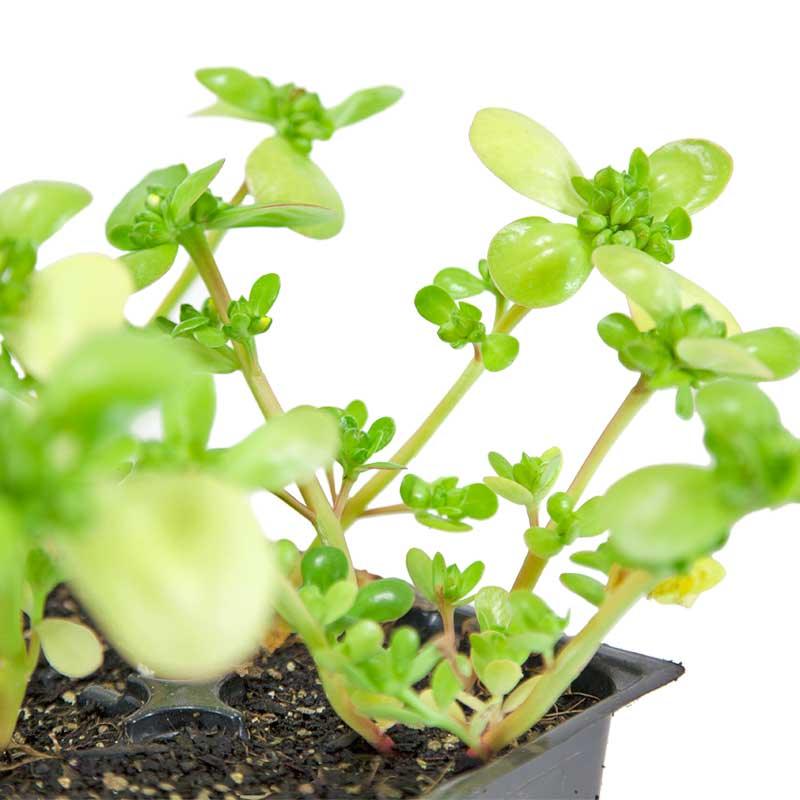 Purslane Greens Seeds (Organic)