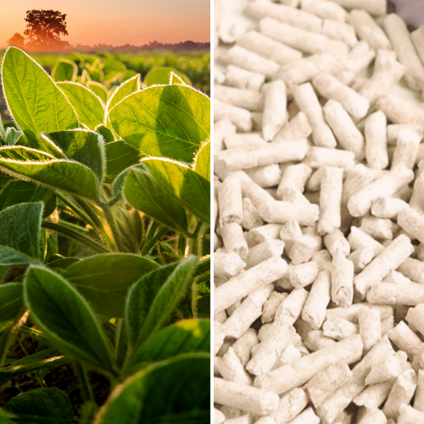 All-Natural, Non-Toxic Plant-Based Cat Litter - 1 Pack (Collective)