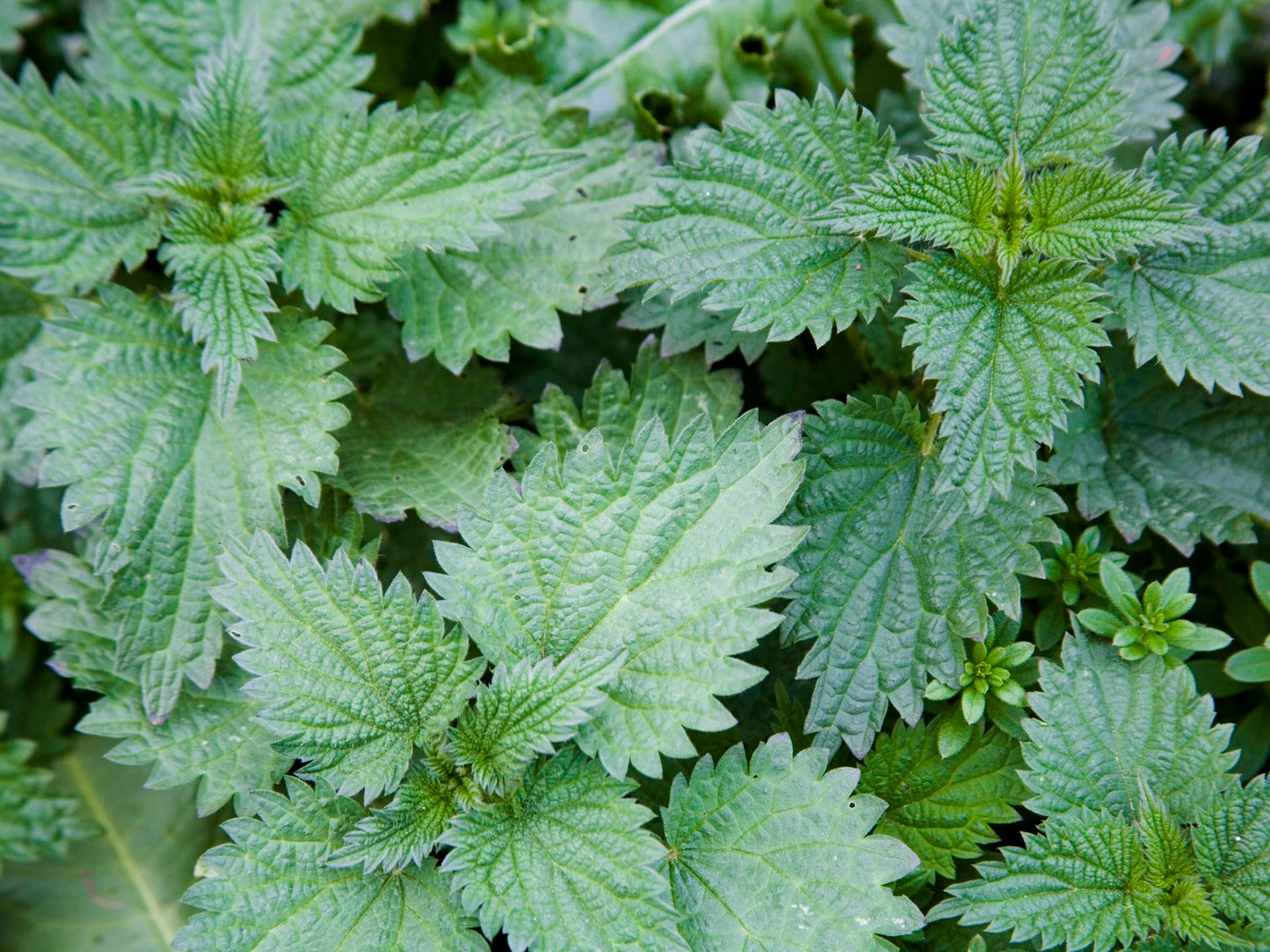 Seasonal Allergy Relief Blend, 30ml