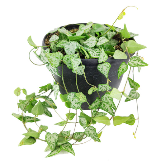 Ceropegia woodii String of Arrows