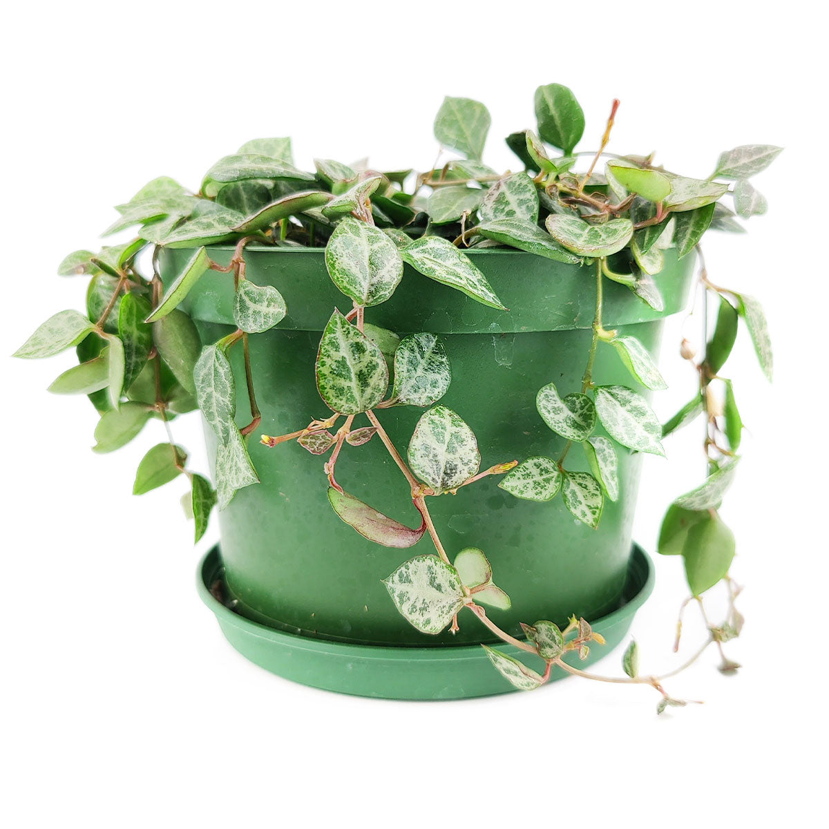 Ceropegia woodii String of Spades