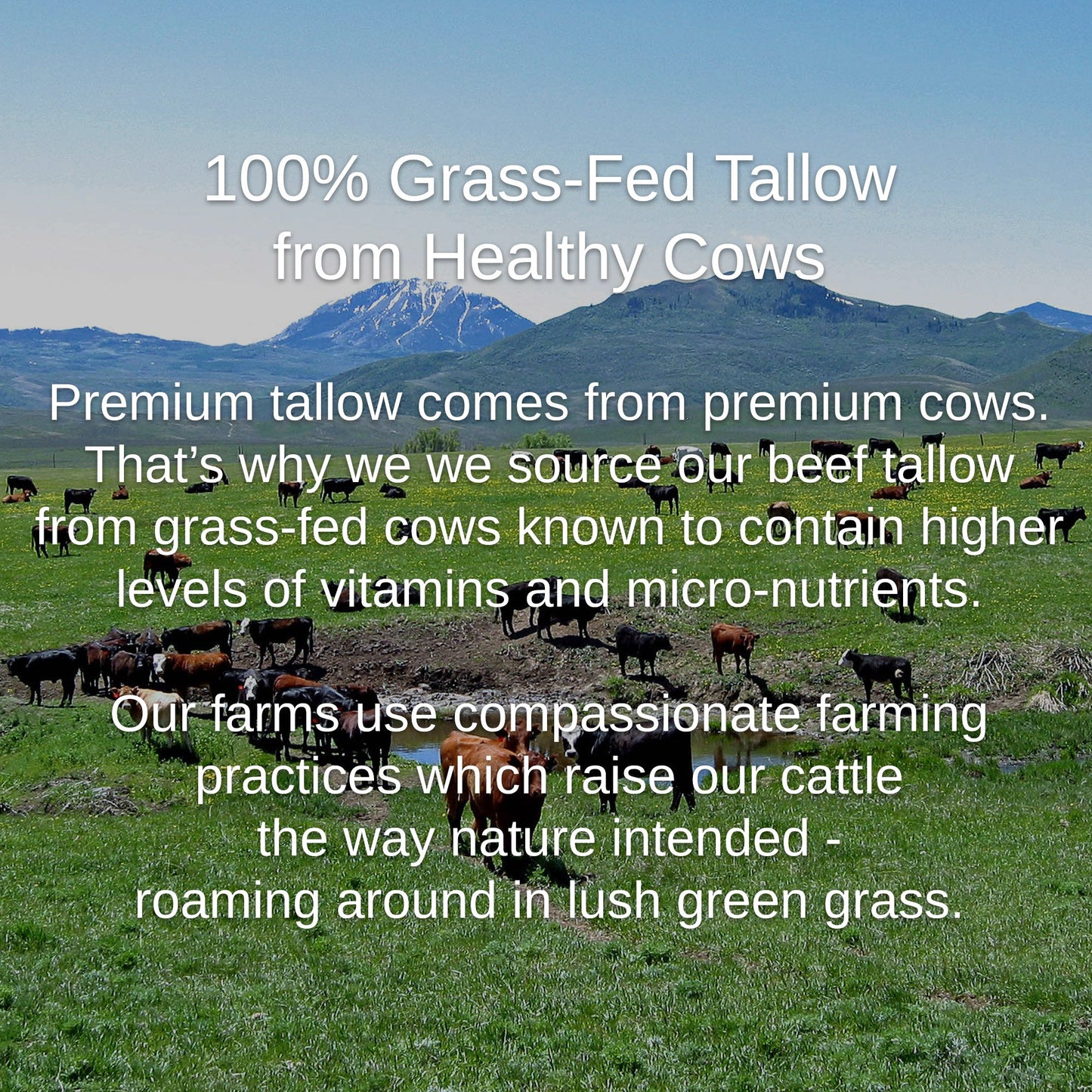 Shwally Tallow & Magnesium Oil Cream + Methylene Blue Option 4Oz