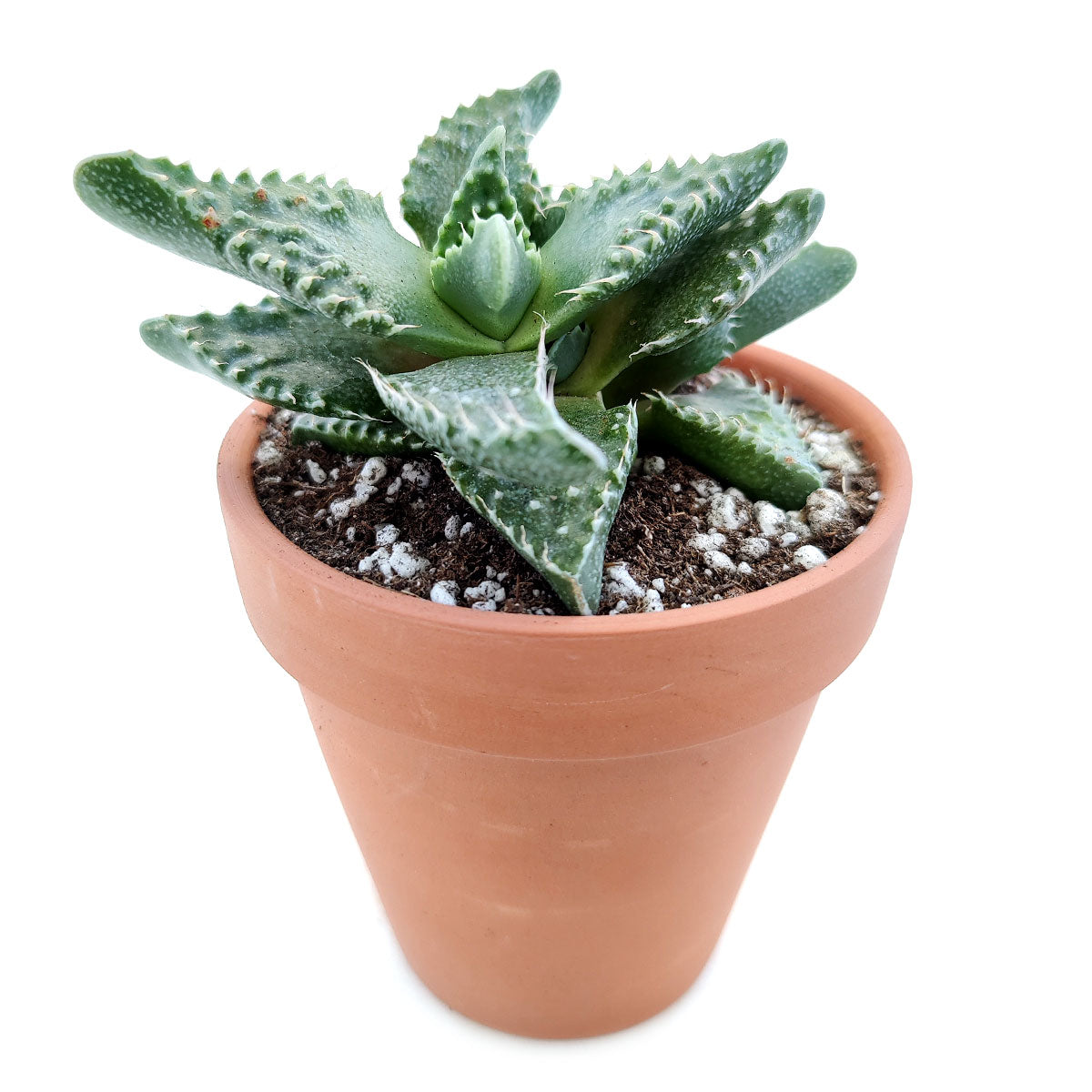 Tiger’s Jaw Crassula