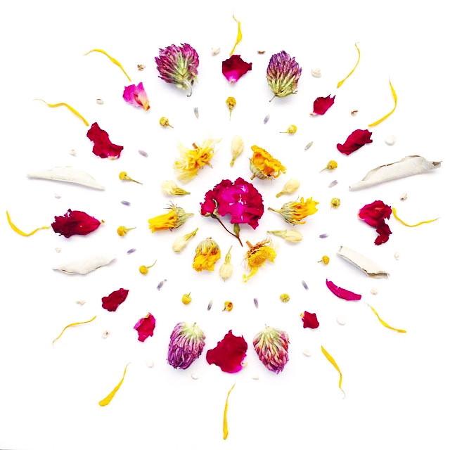 Wild Flower Hair Serum - Concordia Style Boutique