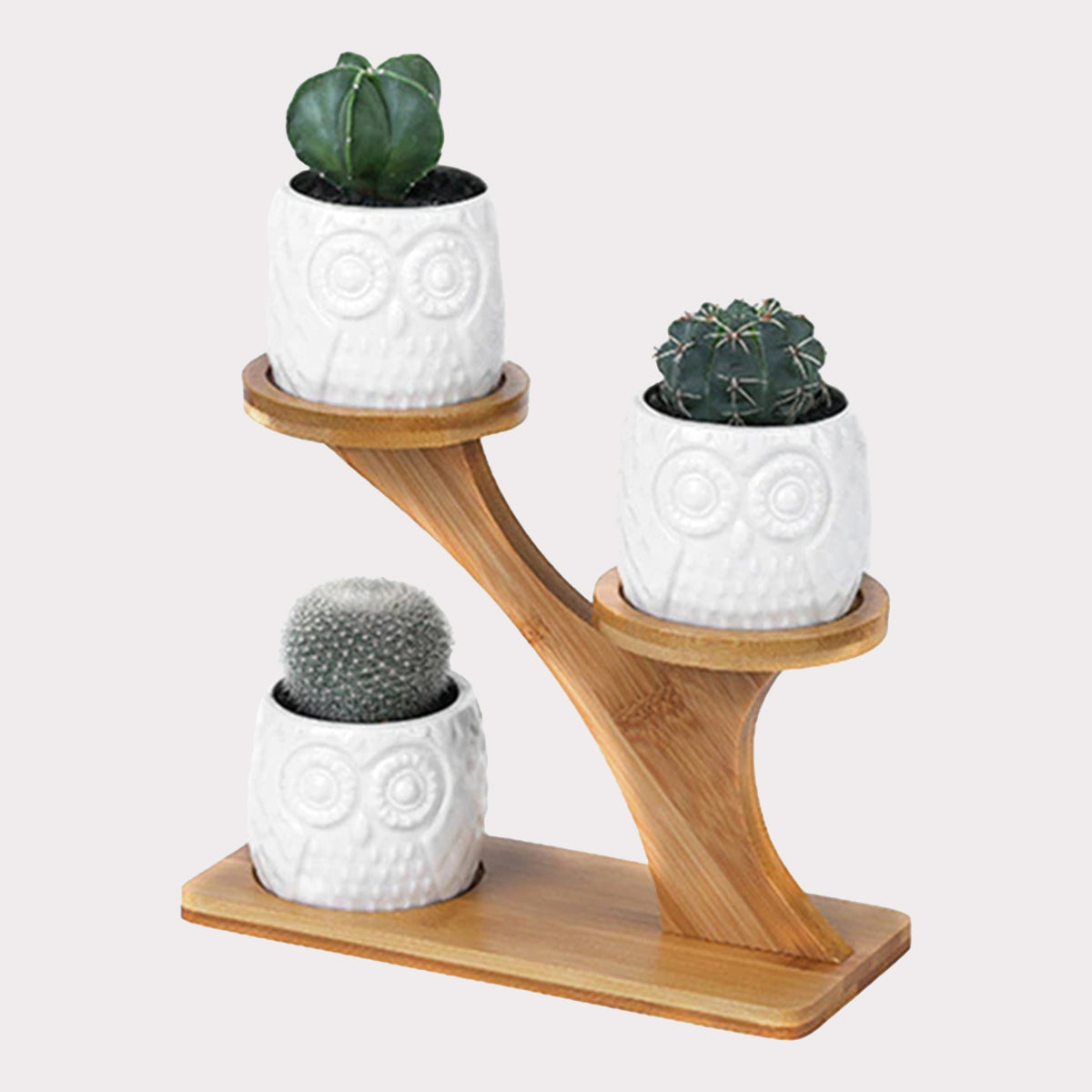 Succulent Pots & Bamboo Shelf - Premium  from Concordia Style Boutique - Just $71.18! Shop now at Concordia Style Boutique